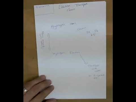 A-Level PE - Aerobic Energy System - Practical Breakdown