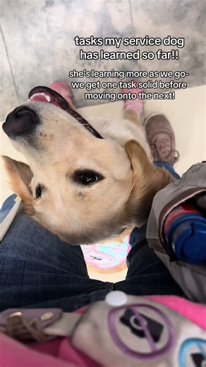 Porsha’s current task list!! She is doing wonderfully and is learning more and more every day! She still has about 10 tasks she’ll be learning over the next 18 months; quite a few are mobility tasks we can’t start until early 2027 when she is full grown and has passed her OFAs! The next task she’s been working on is a cardiac alert, George is able to beat my Apple Watch by several minutes and porsha will hopefully be doing the same reliably within the next few months! Alerts take a lot of time a