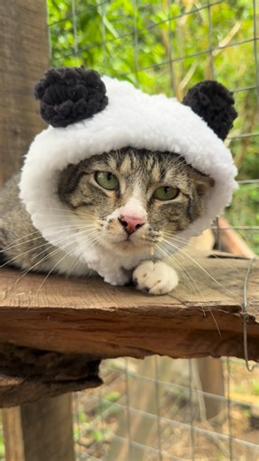 Protetor Marcio | Salve Vidas | Causa Animal on Instagram: "TIGRÃO PANDA😍😍😍 Protetor mostra como colocar roupinha no Tigrão ♥️ O segredo é, carinho, paciência, calma e muito petisco♥️😍"