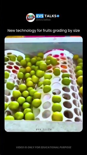 How Fruits Are Sorted by Size Using Smart Machines 🤯🍊