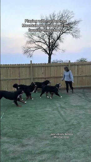 Playing with my Bernese mountain dogs 🐶💜 #bernesemountaindog #puppy #bernesepuppy
