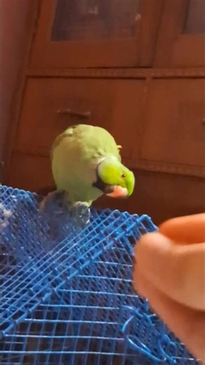 Haha such curiosity 😅 Parrot closely looks whats in my hand ✋️ 🤣 #pinkparrots #beak #parrot