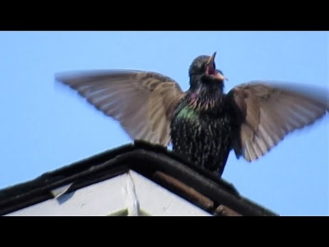 Starling Mating Call SPECTACULAR WING Display