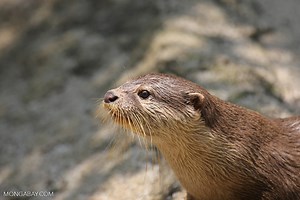 There are 13 species of otters – Mongabay Kids