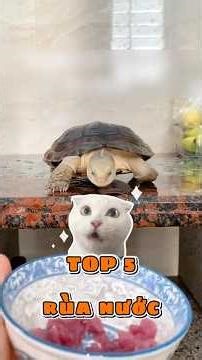 TOP 5 Easiest Aquatic Turtle Species to Keep as Pets