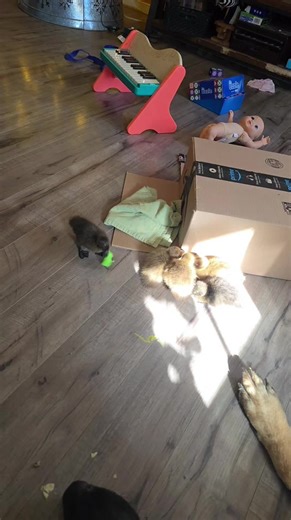 Our First Clutch of Playful Nemo Squishies