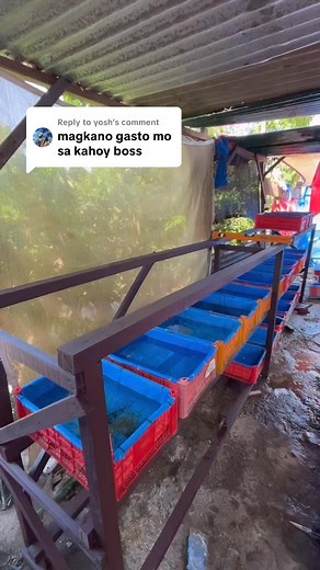 17K views · 275 reactions | diy rack for guppy breeding! #fishkeepinghobby | KN8 Aquatics | Facebook