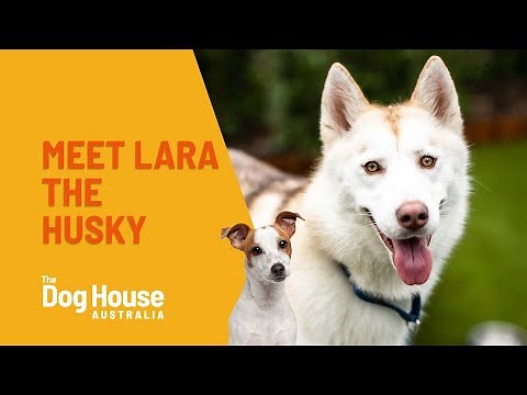 Lara The Husky | The Dog House Australia | Channel 10