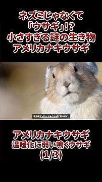 Not a Mouse, but a "Rabbit"!? The Tiny, Mysterious Creature Known as the American Pika