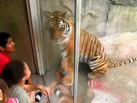 Friendly Tiger at the Indianapolis Zoo
