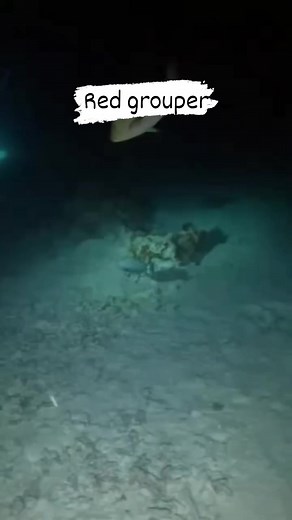 149K views · 1.1K reactions | Red Grouper (Epinephelus morio) can...