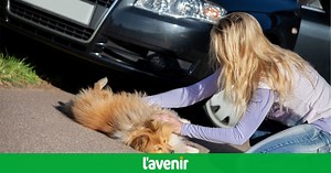 Comment pratiquer un massage cardiaque à un chien : notre vidéo