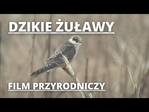 Dzikie Żuławy - film przyrodniczy