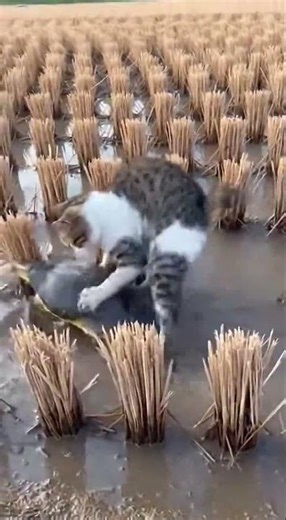 Cat Pounces on Soft-Shelled Turtle, But Gets Scared and Runs#cat #softshellturtle #huntingchallenge