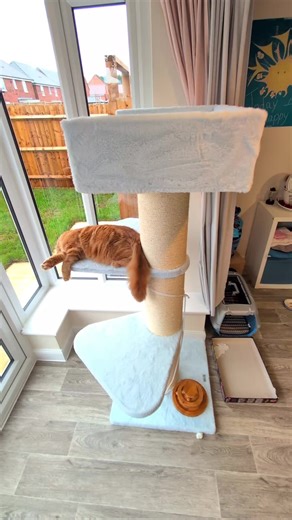 Adorable Kitten Enjoys His Cat Tree at RHR Pets