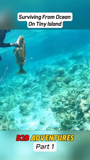 B2B Adventures - Surviving From Ocean On Tiny Island #lobster #crab #B2B #fishinggirl#fishingvideo#virul#fish#fypシ#fishing#catching #B2BCastaways #b2badventures #mudcrab #back2basicsadventures XIAC2FPQ | Robert Macklin