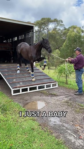 Exploring Baby Ponies and Playful Moments