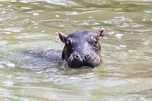 With a final push, a little splash and some adorable baby hippo ear wiggles, 28-year-old Cheyenne Mountain Zoo Nile hippopotamus, Zambezi (zam-BEE-zee), welcomed her first calf on Tues. July 20. At 1:57 p.m., the baby hippo popped up from underwater, bobbed up and down, and swam right over to meet its mom. As long as things continue to go well for Zambezi and her baby, the hippo building will be open and guests can visit them in Water’s Edge: Africa right away. If Zambezi or the baby show signs 