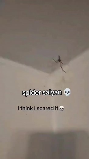 20K views · 218 reactions | Fastest Spider in the Universe.. | Geene Sama | Facebook