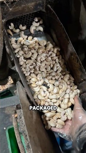 The Incredible Process Behind Every Cashew Nut