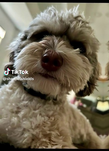 Havapoo: A Cute Companion for Dog Lovers