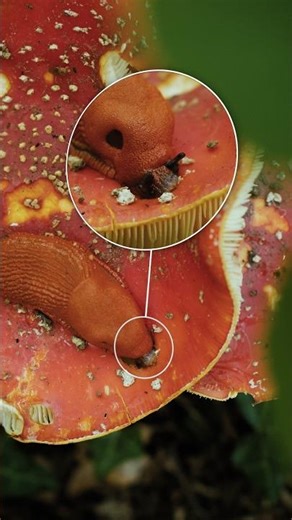 The sound of a slug eating a mushroom 🍄 #science #nature