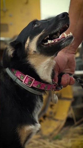 Bark & Build: A Pup’s Day on the Jobsite | John Deere Construction