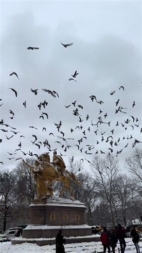 Snow Day in New York City. Pigeons flying over Central Park #centralpark #pigeons