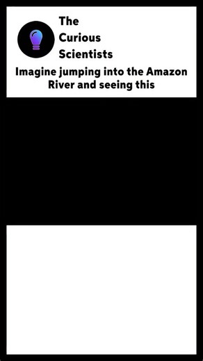 Science | Interesting | How it works on Instagram: "The largest and heaviest snake in the world is the anaconda, specifically the green anaconda. ​Green Anaconda Species: Until recently, the green anaconda was considered a single species, Eunectes murinus. However, a new species, the Northern Green Anaconda (Eunectes akayima), was recently identified in the Amazon rainforest. This new species is genetically distinct and may rival or even surpass the Southern Green Anaconda in size. ​Size and Wei