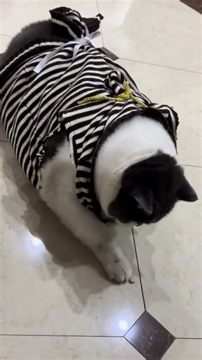 #Jin Miao Miao Mei Lu Ai Mu the smart Miao Miao King