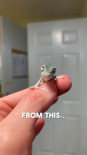 Baby panther chameleons grow up fast! Blink and you might miss it! #KammerflageKreations #Furciferpardalis . . . #babychameleon #babylizard #growth #cutepets #nosybe #nosybepantherchameleon #petlizard #uniquepets #petsofinstagram #instapet #explore #cutepetvideos | Kammerflage Kreations