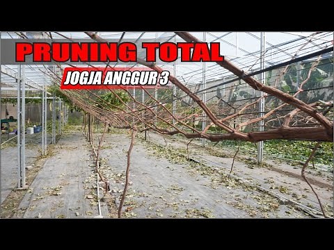 PRUNING TOTAL JOGJA ANGGUR 3