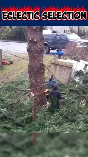 Tree Felling Fail
