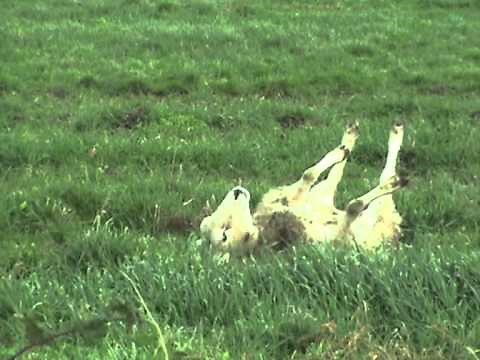 Sheep Getting Fucked