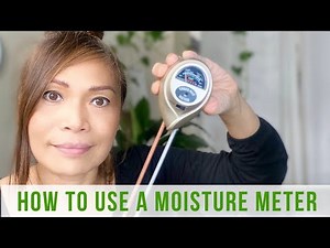 How to Use a Moisture Meter. Testing on Monstera Deliciosa. How Do I Rate as a Plant Parent?