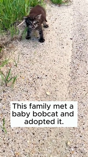 Rescue a baby bobcat #rescue #rescueanimals #animalsoftiktok #fyp #animal #bobcat | Cantares Producciones