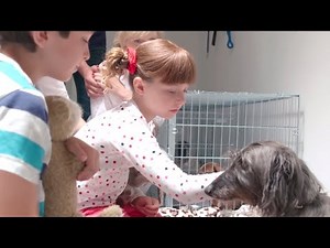 Topsy ve Tim Türkçe - Güzel köpek - Sezon 03 Bölüm 10