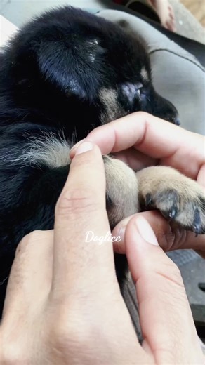 Understanding Dog Lice Treatments