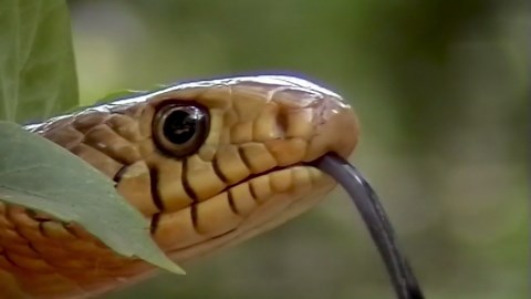 À la découverte des habitats des serpents : des images saisissantes prises au niveau du sol