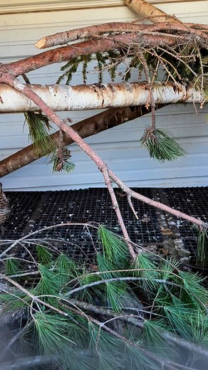 Crazy sounds a hen ruffed grouse make Likely the sounds she would make of another female or a male approached her nest Making the noise because of me Not because of the other hen They are best friends and have been together for 3 years | Steve Oehlenschlager