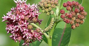The DNR wants your help collecting milkweed seedpods