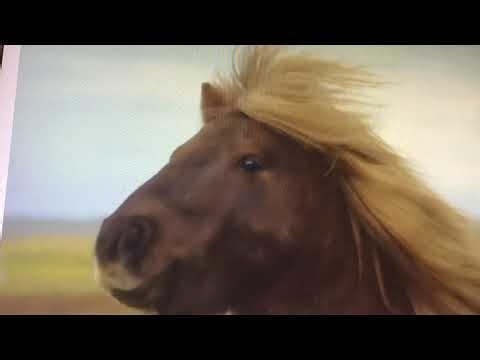 Cursed Commercials #11 (redone)