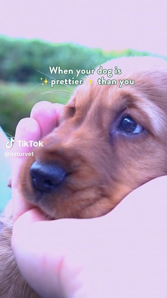 You know what? We're not even mad! 😂 Losing a beauty contest to a pup is completely understandable. 🐩✨ #NaturVet #Dogs #DogsAreFamily #DogsOnAdventures #HowPeopleLoveTheirPets