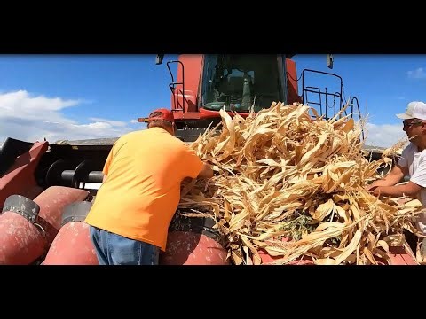 Doing Some Side Hill Disking and Corn Harvest Begins