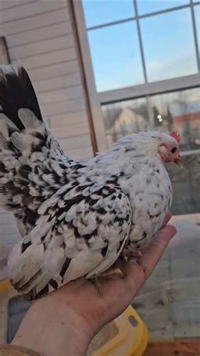 GORGEOUS Exchequer Serama Hen 😍 ❤️ 🐔 #serama #exchequer #chicken #micro #bantam #sunnyfarms #birds