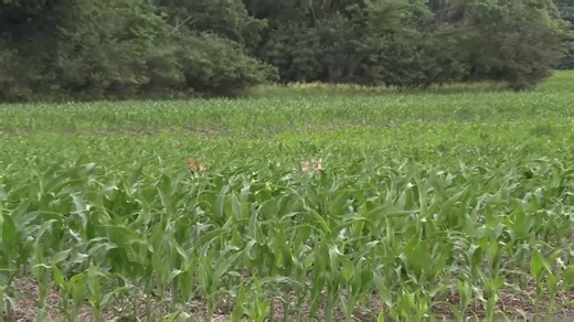 #dog #wildlife #outdoors | A1