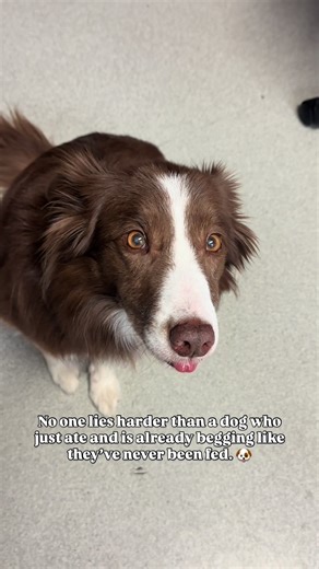 Funny and Cute Border Collie Moments