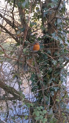 #rockytherobin singing and dancing on a beautiful spring morning 🧡 #birdlovers #birds #nature | The Robin Whisperer