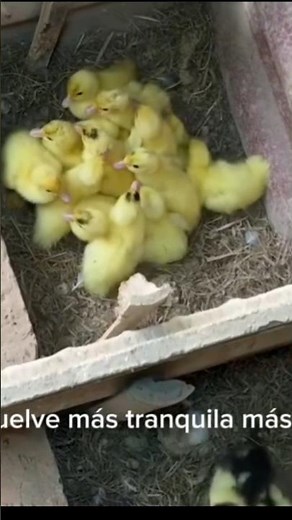🔥🦆 ¡El secreto para criar patos con éxito en tu granja!