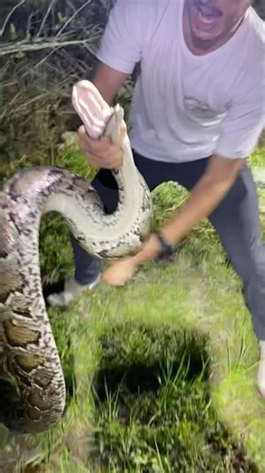 MONSTER PYTHON GRAB #shorts #ytshorts